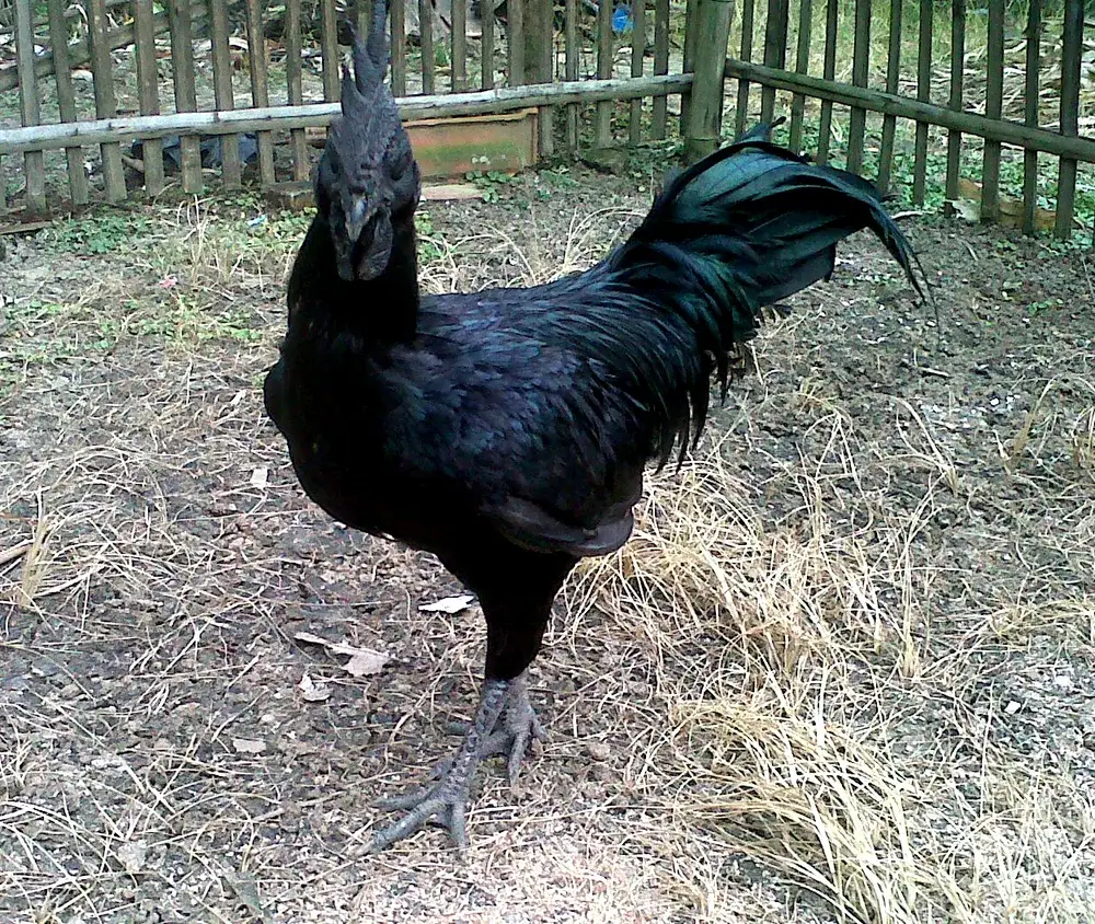 Gallo Ayam Cemani nero con riflessi verdi sulle penne della coda