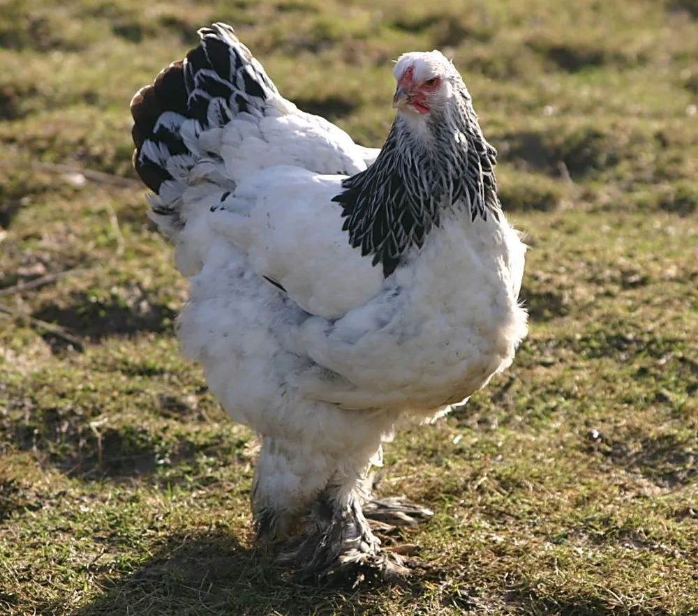 Gallina Brahma chiara con tarsi impiumati che cammina sull'erba