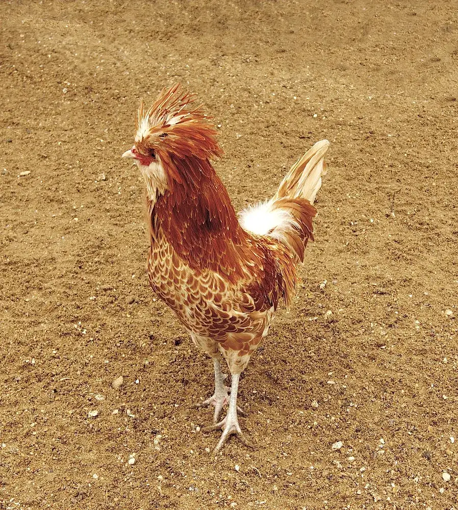 Gallo Padovana con ciuffo abbondante, barba e favoriti, fotografato su terreno sabbioso