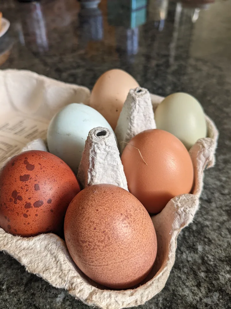 Uova di gallina di colori diversi in un contenitore di cartone: azzurro, verde oliva, bruno chiaro e bruno picchiettato