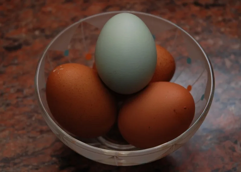 Uovo azzurro di gallina Araucana accanto a uova brune in una ciotola
